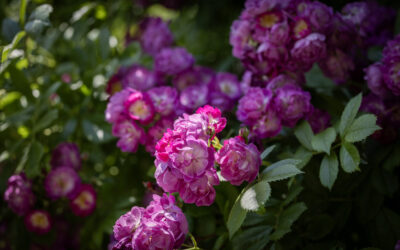 Am 1. Juni war wieder Rosenzeit im Schaugarten